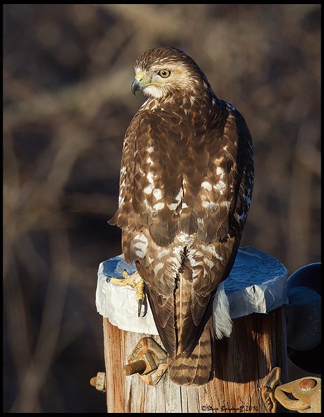 _5SB8696 red-tailed hawk immature.jpg